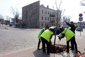 На Ажэшкі на месцы паваленых ураганам дрэў высаджваюць новыя
