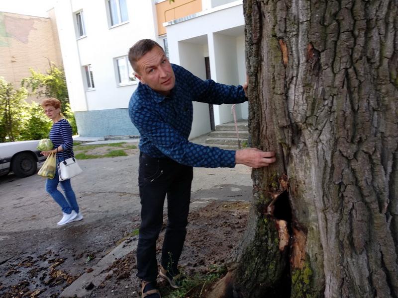 «Хотите обследовать? Вы не дружите с головой». В Гродно горел столетний дуб, дерево спасать не будут