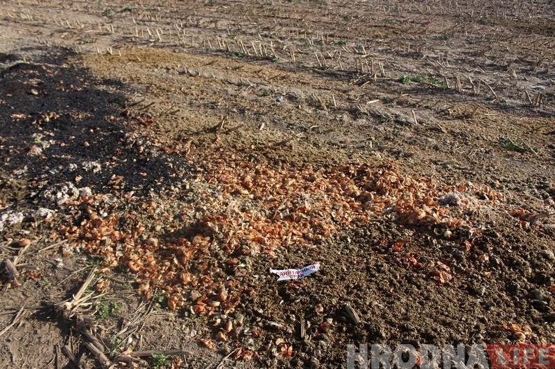 Загрызлі 20 птушак: зграі бадзяжных сабак зноў нападаюць на ўскраіны Гродна Загрызлі 20 птушак: зграі бадзяжных сабак зноў нападаюць на ўскраіны Гродна