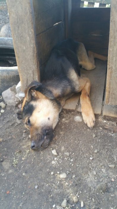 У Гродне сабака памёр ад абязводжвання і голаду. Падрабязнасці аказаліся яшчэ больш сумныя У Гродне сабака памёр ад абязводжвання і голаду. Падрабязнасці аказаліся яшчэ больш сумныя