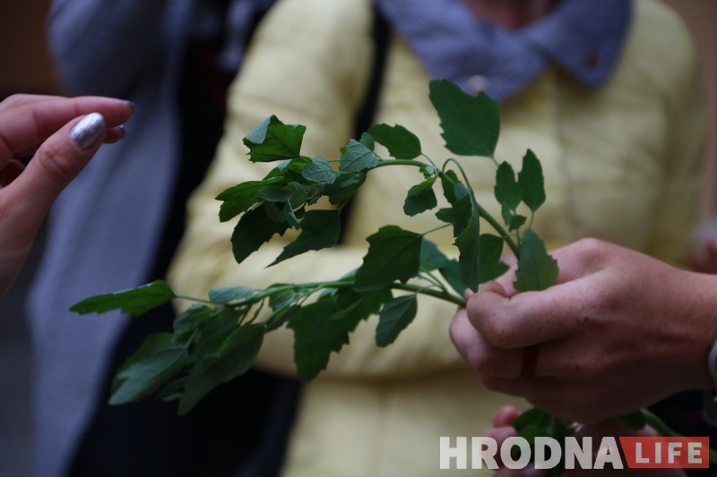Елі крапіву і пілі смузі з лебяды. Як прайшла дэгустацыя страваў і напояў з мясцовых зёлак Елі крапіву і пілі смузі з лебяды. Як прайшла дэгустацыя страваў і напояў з мясцовых зёлак