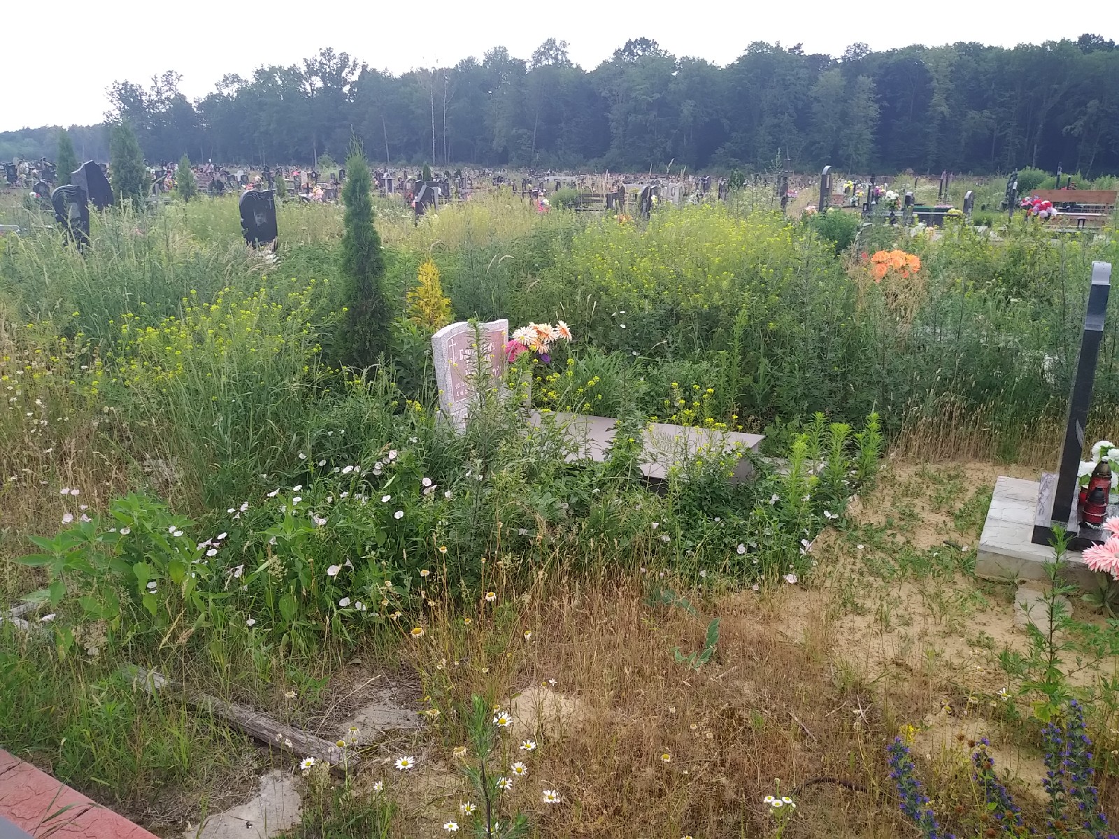 Чаму не косяць могілкі ў Гродне? Актывіст спытаўся і вось што адказала САГ Чаму не косяць могілкі ў Гродне? Актывіст спытаўся і вось што адказала САГ
