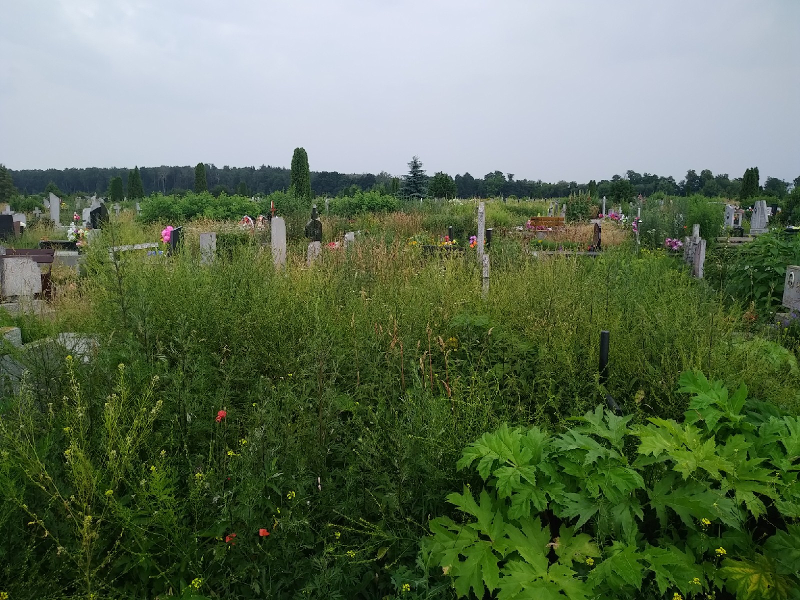 Чаму не косяць могілкі ў Гродне? Актывіст спытаўся і вось што адказала САГ Чаму не косяць могілкі ў Гродне? Актывіст спытаўся і вось што адказала САГ