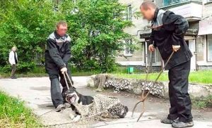 Гродзенскія зоаабаронцы шукаюць домік для сабак - стары знясуць пад новы мікрараён Гродзенскія зоаабаронцы шукаюць домік для сабак - стары знясуць пад новы мікрараён