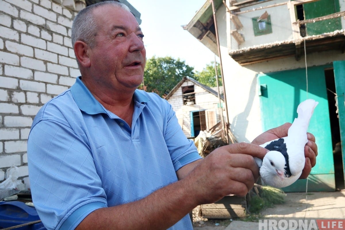 Гродзенец 50 гадоў разводзіць галубоў: «Раней было модна, цяпер - занятак для душы»