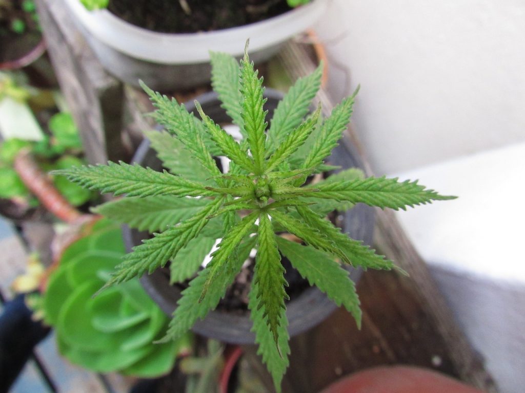 Відэа. Настаўнік у Гродне частаваў дзяцей наркотыкамі на гуртку па робататэхніцы марихуана
