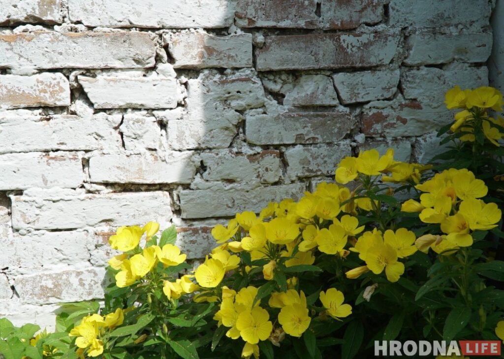 Палац у лясных джунглях, пешы мост і кавалачак Вестфаліі ў Беларусі: падарожжа на 12 цікавостак за 1 дзень