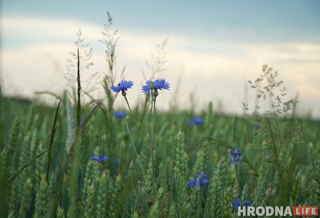 Палац у лясных джунглях, пешы мост і кавалачак Вестфаліі ў Беларусі: падарожжа на 12 цікавостак за 1 дзень