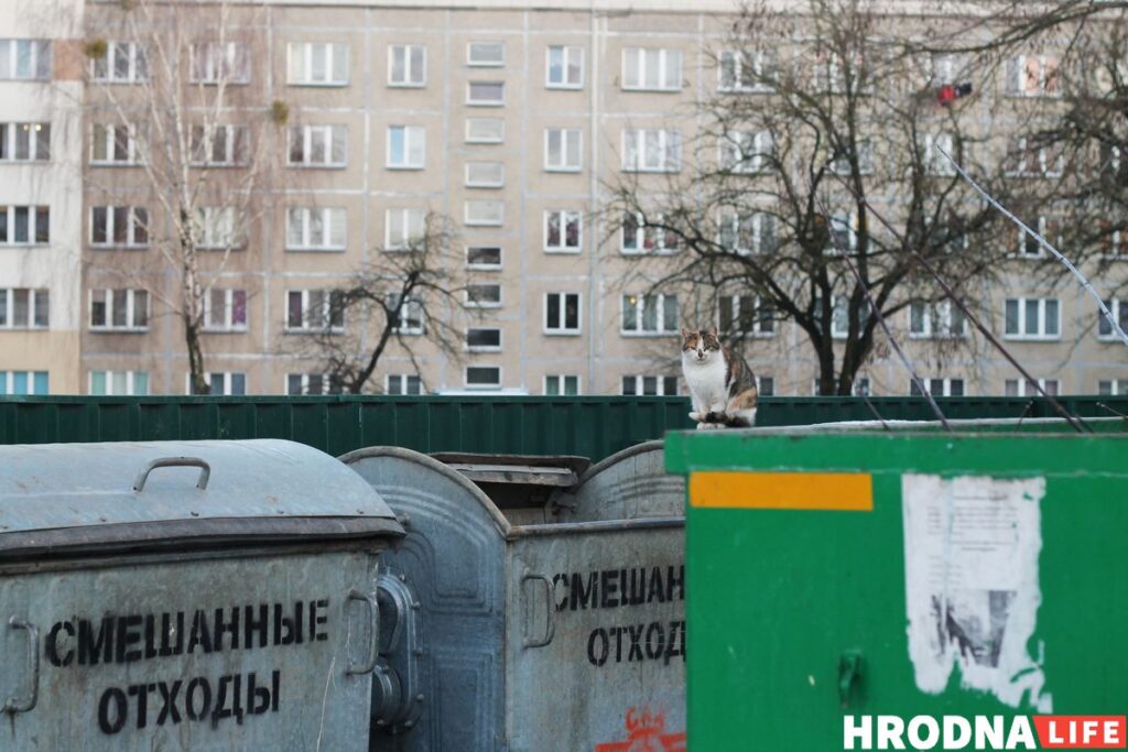 Улады паставяць відэаназіранне над кантэйнерамі для збору буйнога смецця Бяздомны кот у Гродне. Фота: Hrodna.life