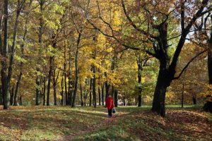 "Вынік шакаваў": у Гродне сабралі лістасмок з металалому. А дзе можна і трэба засмоктваць лісце ў горадзе?