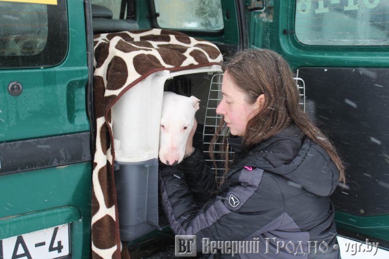 Да ветэрынара, грумера альбо на выставу. Як у Гродне працуе зоотаксі “Вожык”