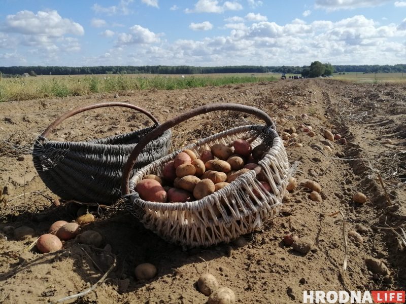 бульба