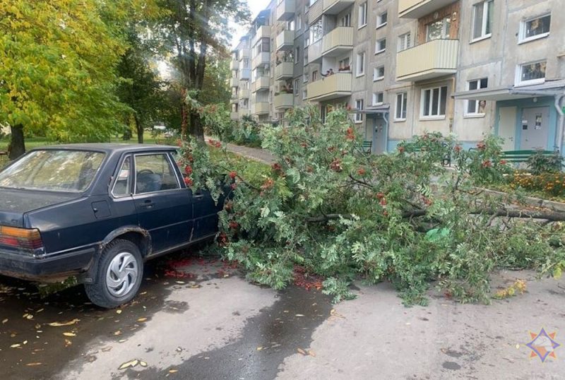 Падалі дрэвы і знікала электрычнасць: моцны вецер у выхадныя прайшоўся па Гродне і вобласці Шквалісты вецер у Гродзенскай вобласці ламаў дрэвы - МНС выязджала іх убіраць