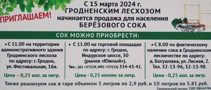 Дзе набыць бярозавы сок у Гродне вясной 2024: вызначылі тры месцы 