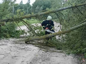 Паваленае дрэва ў Гродзенскім раёне. Фота: МНС
