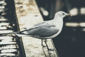 Чайкі турбуюць гродзенцаў. Фота ілюстрацыйнае: Unsplash