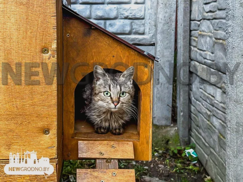 Пад Гроднам пабудавалі домік для бяздомных катоў – ён падобны да драўлянай хаткі Домік для катоў пад Гроднам. Фота: NewGrodno.by