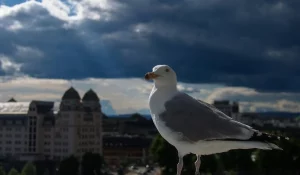 Чайкі - новы гарадскі від у Гродне. Фота ілюстрацыйнае: Unsplash