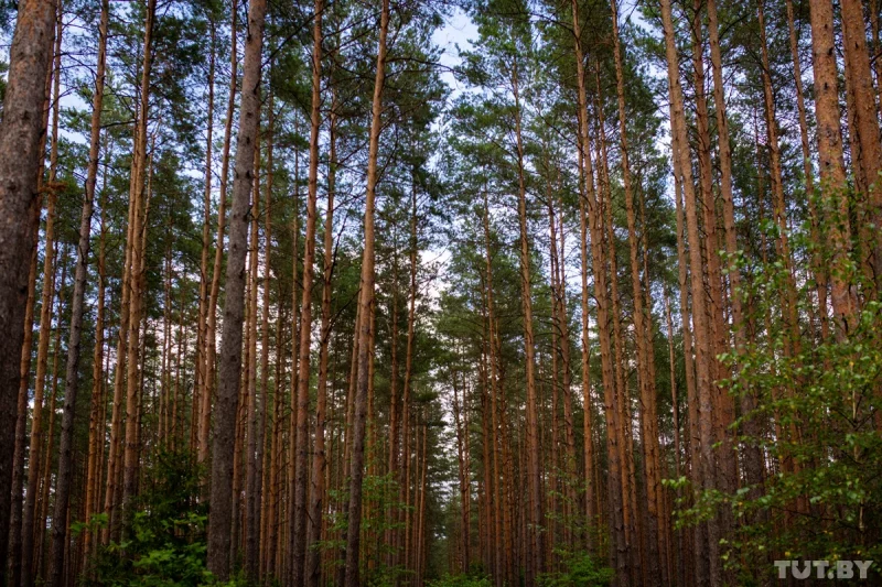 Лес каля вёскі Калеты, 2020 год. Фота: TUT.BY
