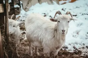 Пад Мінскам замярзаюць дзве казы — новых гаспадароў шукаюць па ўсёй Беларусі Коза; козы; зимняя деревня; деревенские животные
