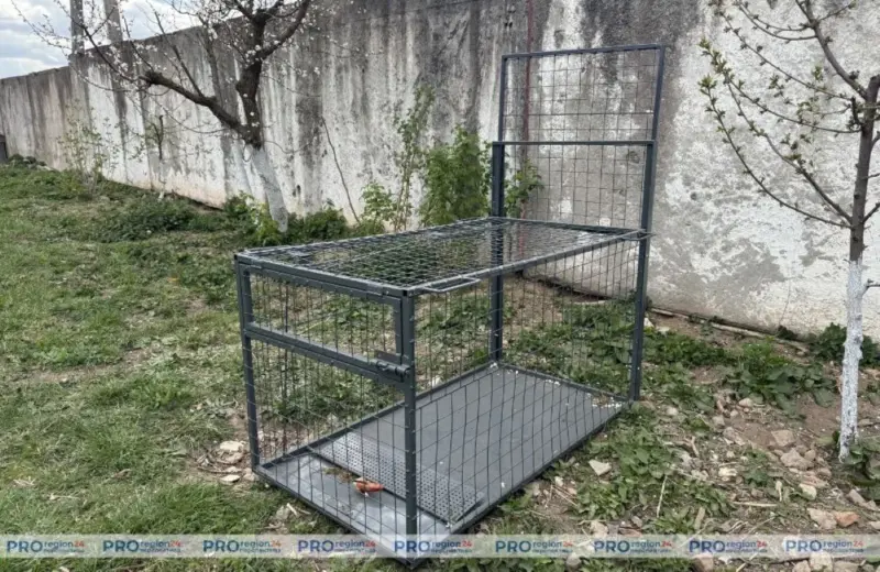 «Праблеме не першы год». У Гродзенскім раёне спрабуюць справіцца з бяздомнымі сабакамі пры дапамозе пастак і скардзяцца на людзей ловушки для собак