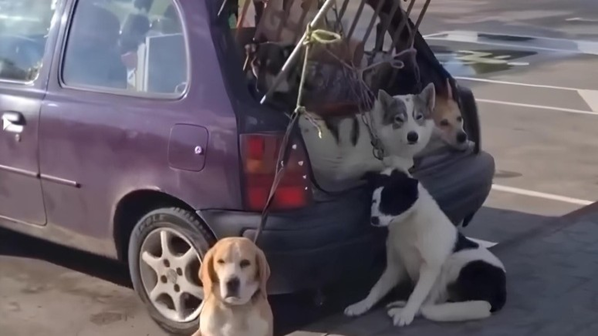 «Фэйкавы ажыятаж». Гродзенец, які вазіў сабак у адкрытым багажніку машыны, пракаментаваў відэа собаки машина