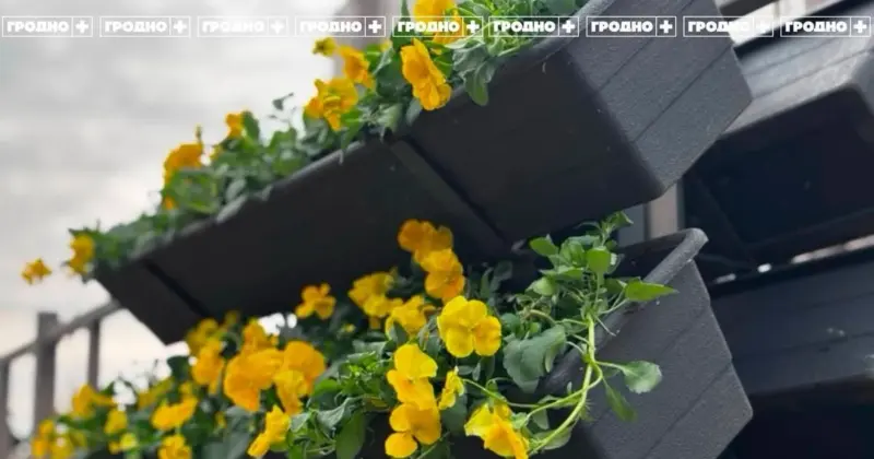 У Гродне трацяць вялікія грошы на кветкі - адмаўляцца не плануюць Цветы на Старом мосту