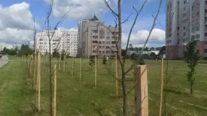 У Слоніме засохлі дзесяткі новых дрэў — камунальнікі паабяцалі іх замяніць деревья слоним